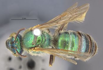Media type: image;   Entomology 548 Aspect: habitus dorsal view